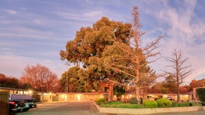 Un motel con varias habitaciones, un estacionamiento y un gran árbol en primer plano.
