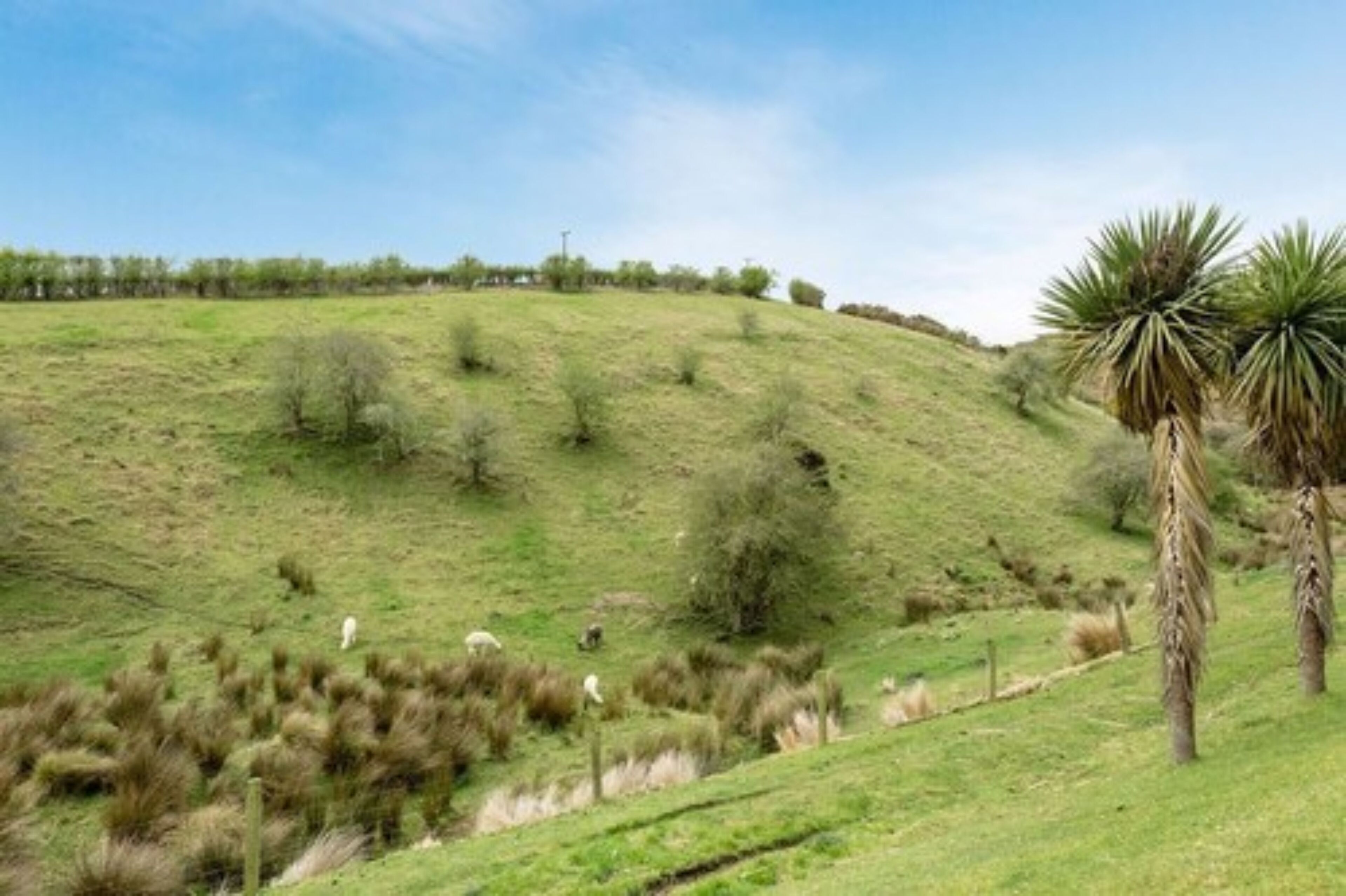 A grassy hill with sparse vegetation and a few trees.