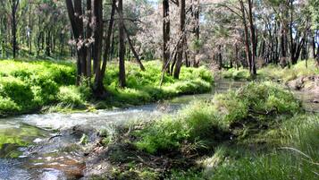 A natural landscape with a stream, dense greenery, and trees.