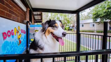 Pet-friendly