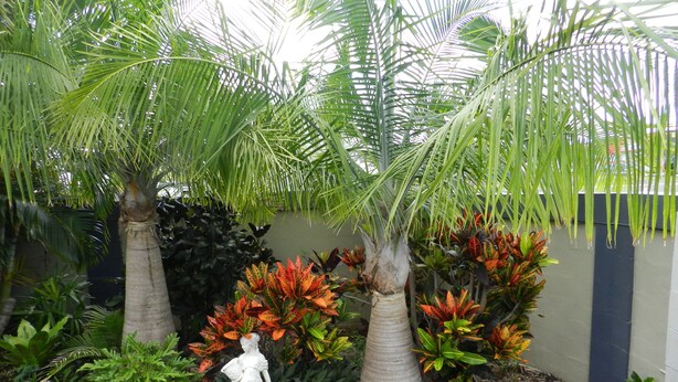 A garden with palm trees, a statue, and various plants. - Golden Palms Motor Inn (Bundaberg)