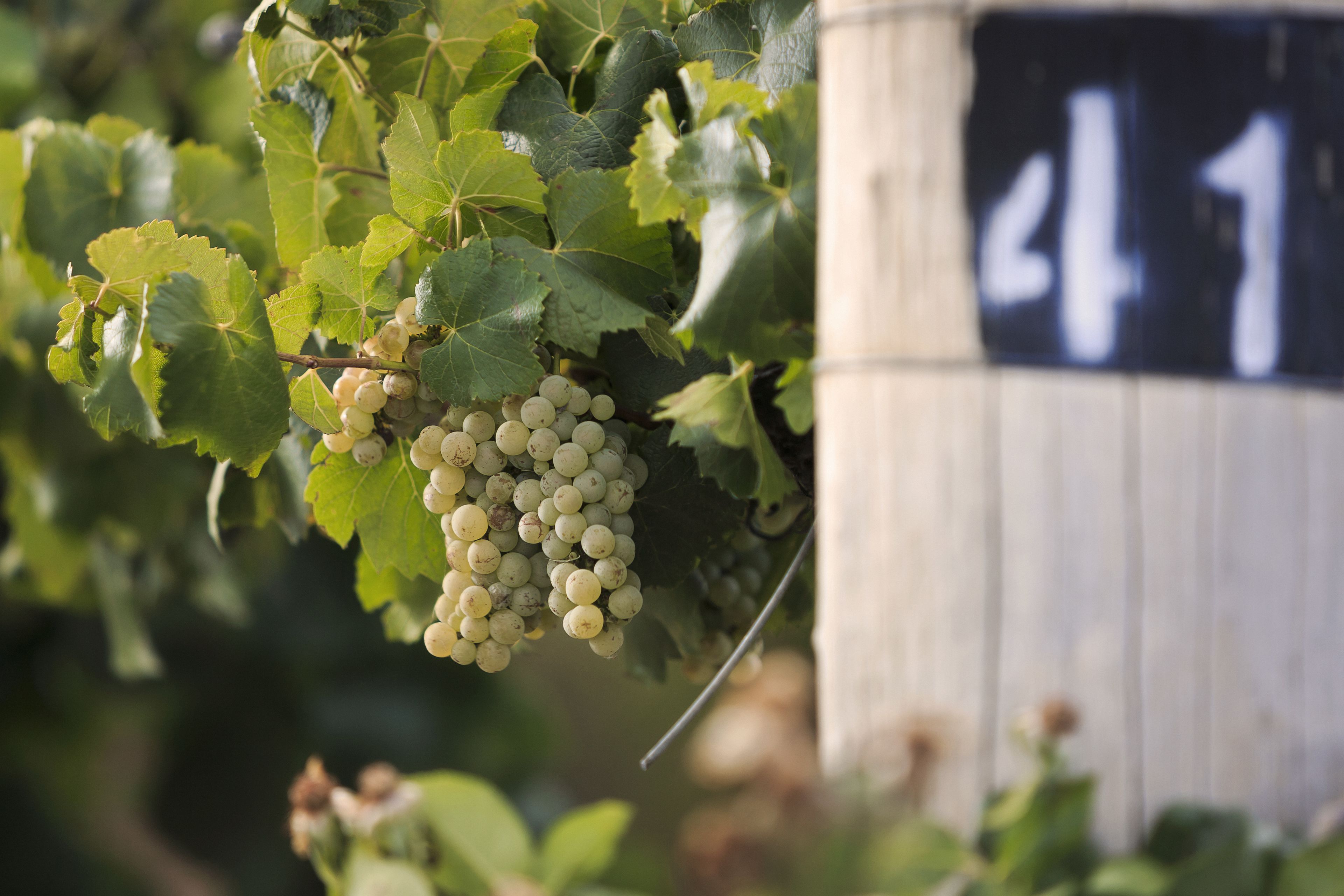 A vineyard with clusters of unripe grapes and a wooden post with the number 41.
