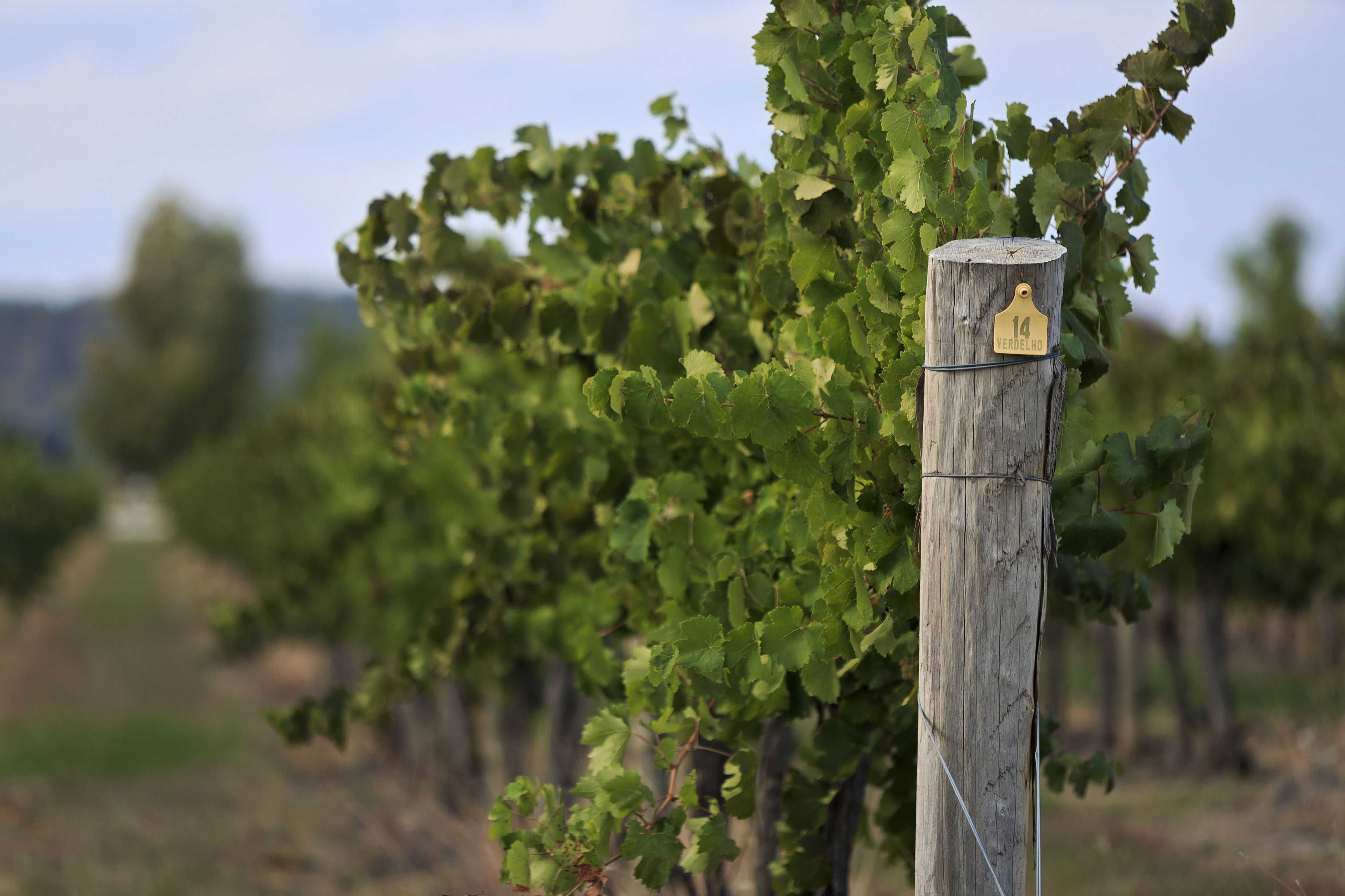 A vineyard with a wooden post marked with a number.