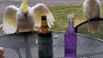 Departamento ejecutivo, 2 habitaciones, para no fumadores, cocina (Executive spa apartment) | Balcón