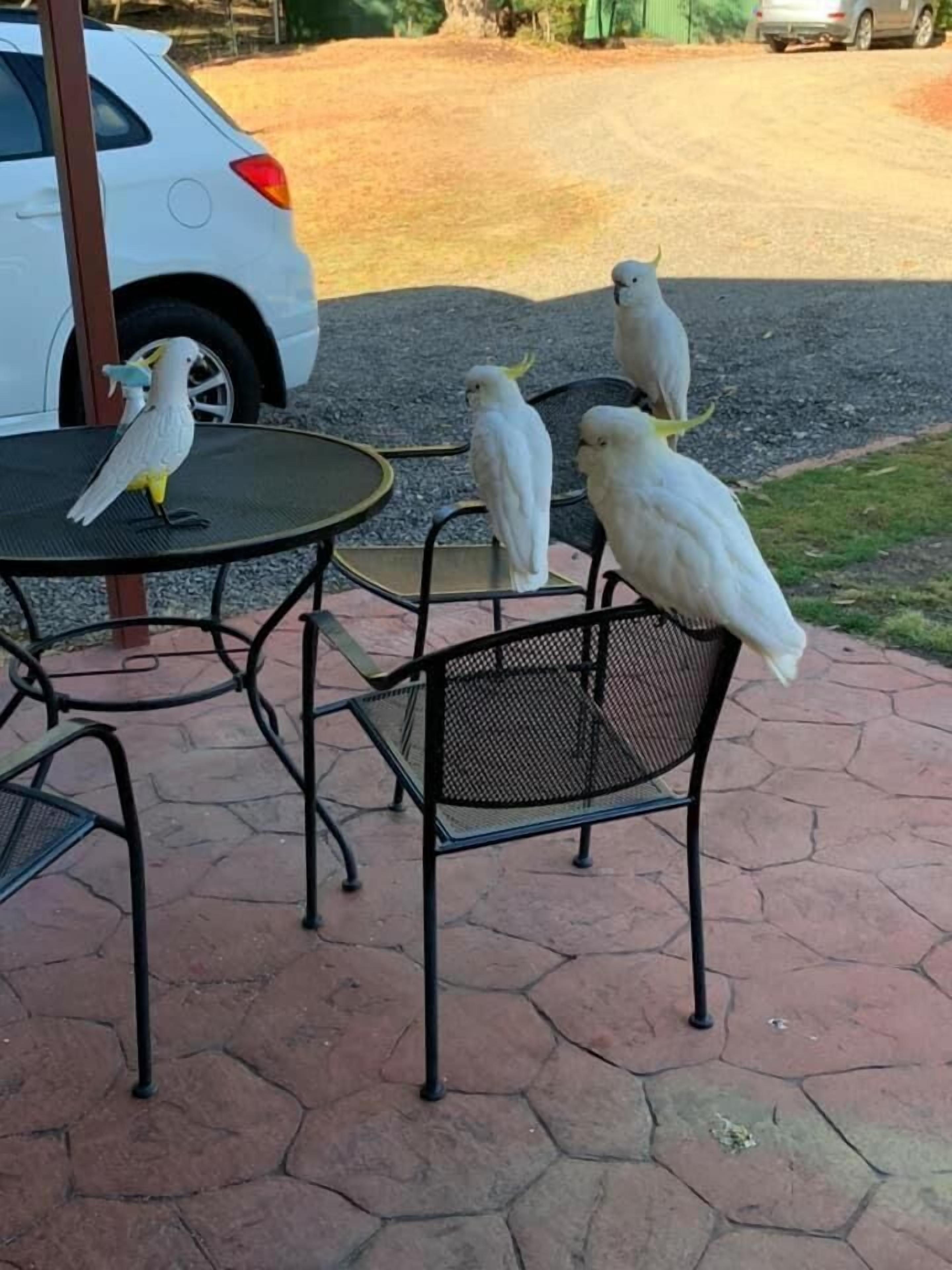 A patio area with a round table and chairs, a parked car, and several white birds perched on the chairs and table.