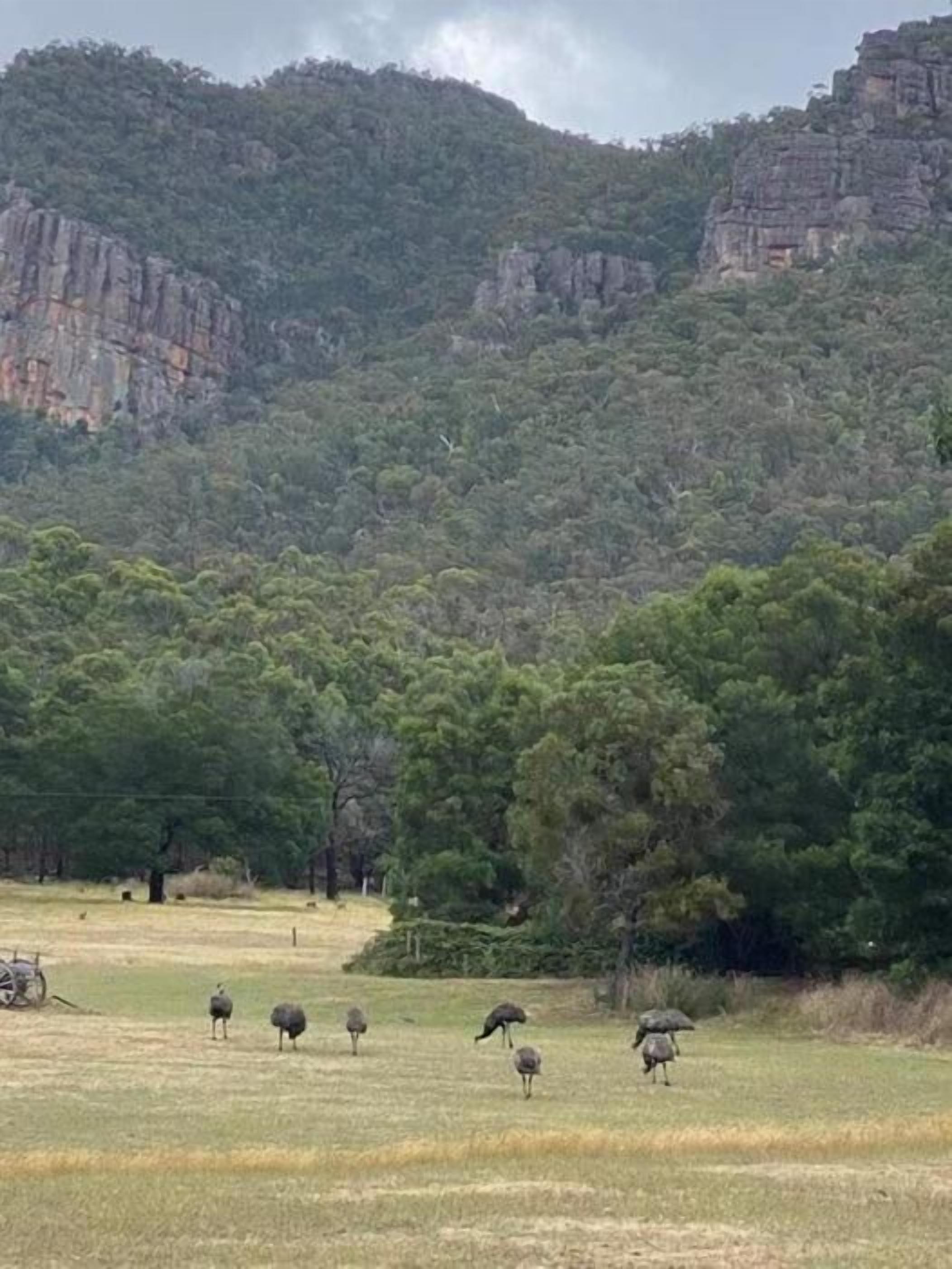 A field with several ostriches grazing, surrounded by trees and rocky hills.