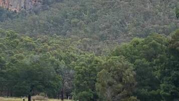 A field with several ostriches grazing, surrounded by trees and rocky hills.