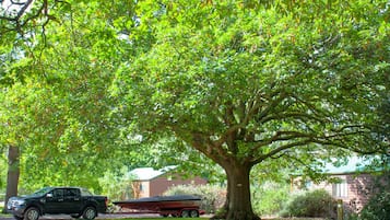 A large tree in front of a house with a boat trailer parked nearby.