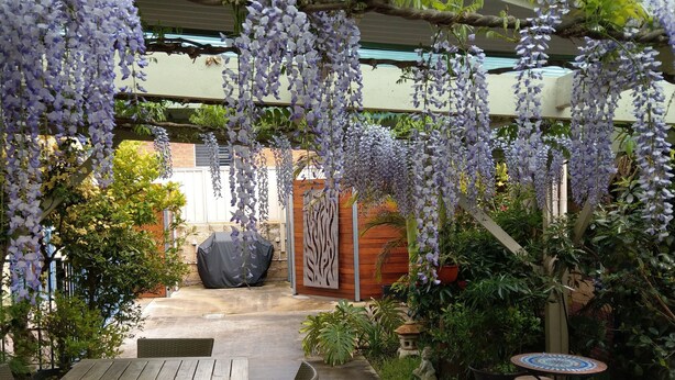 An outdoor patio with a wooden table and wicker chairs, surrounded by hanging purple flowers and various plants. - Motel on A'beckett (Inverloch)