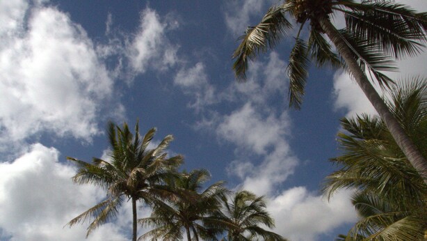 A swimming pool surrounded by palm trees and a clear sky. - Central Tourist Park (North Mackay)