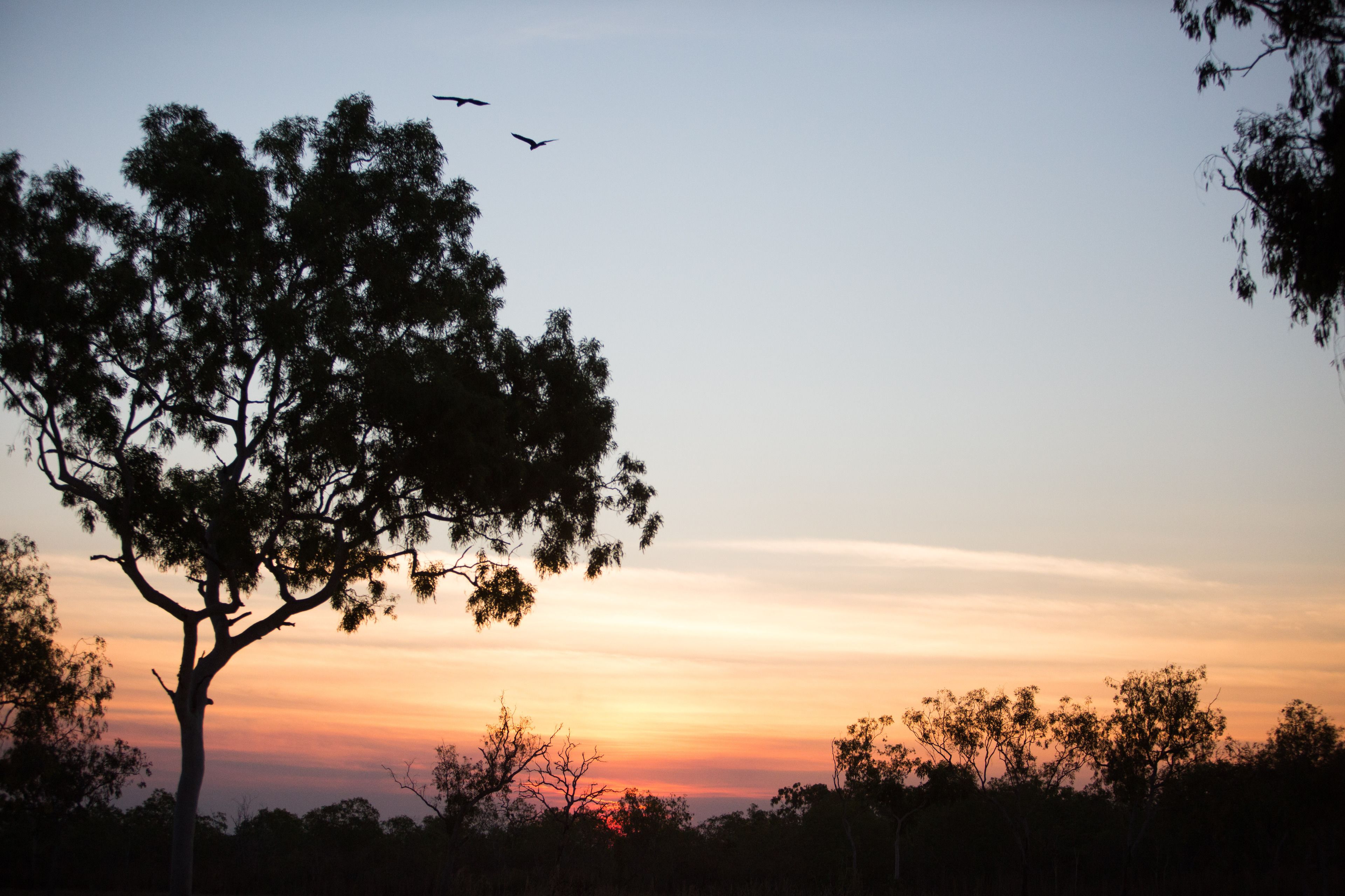 La sagoma di un albero su uno sfondo di cielo al tramonto.