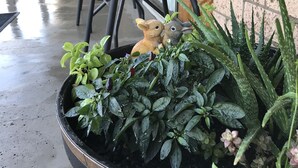Un espace extérieur aménagé, abrité et doté de chaises, ainsi que d’un jardinier contenant diverses plantes.