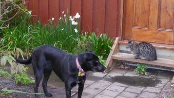 A black dog and a cat near a wooden bench and a red door.
