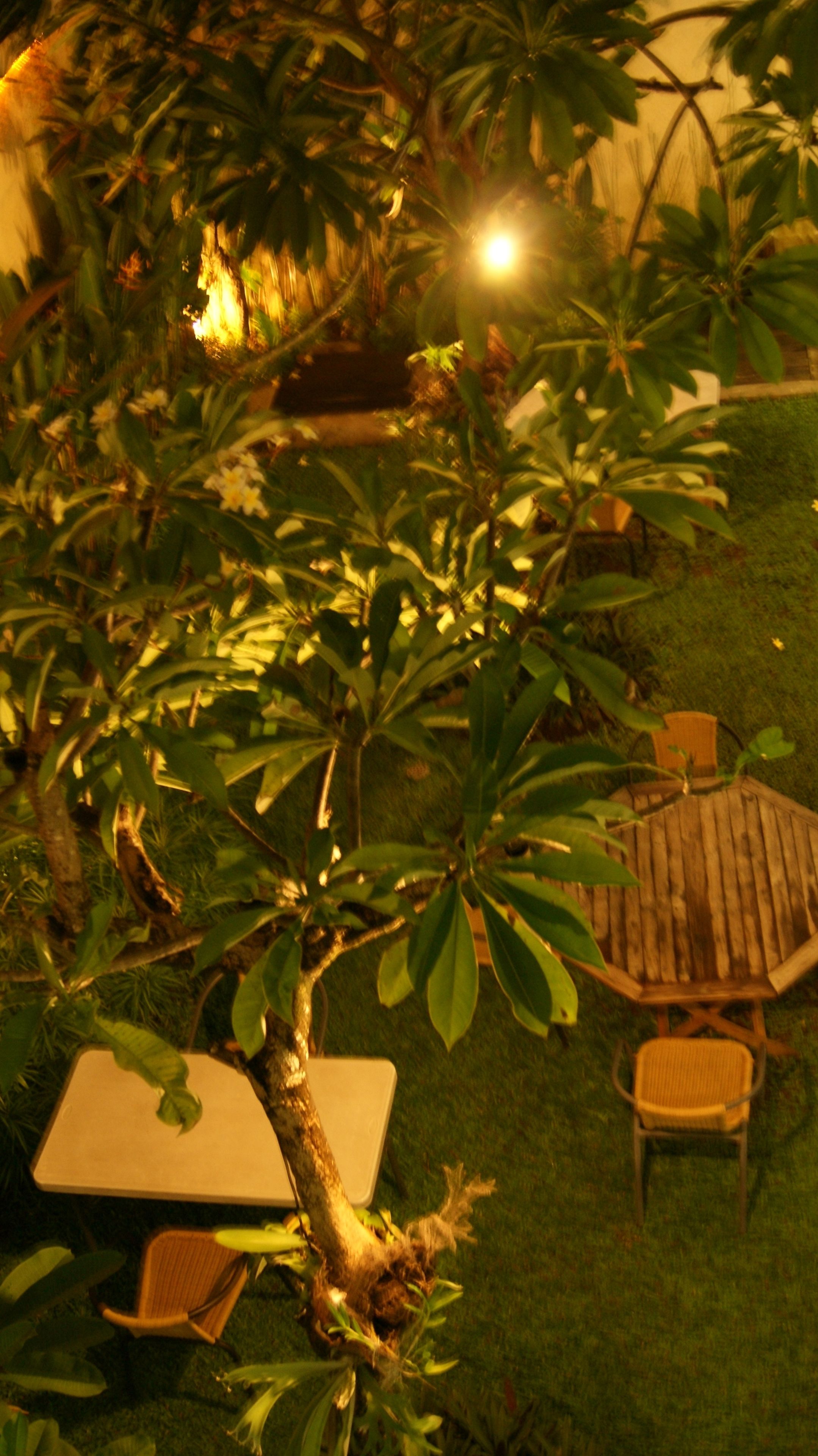 A garden with a tree, a wooden table, and two chairs.
