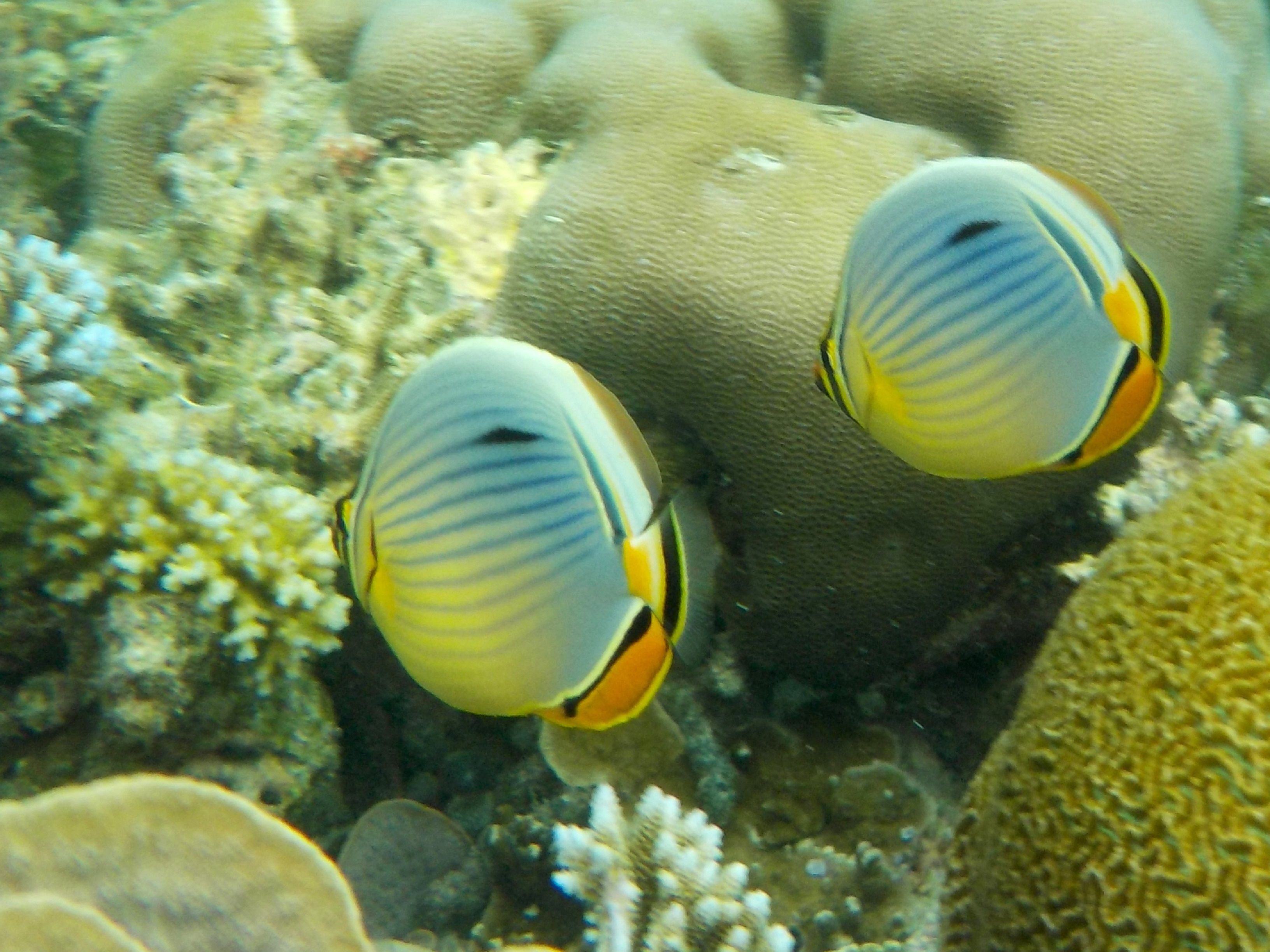 Photo - Vaali Maldives Island Escapes & Dive Guest House