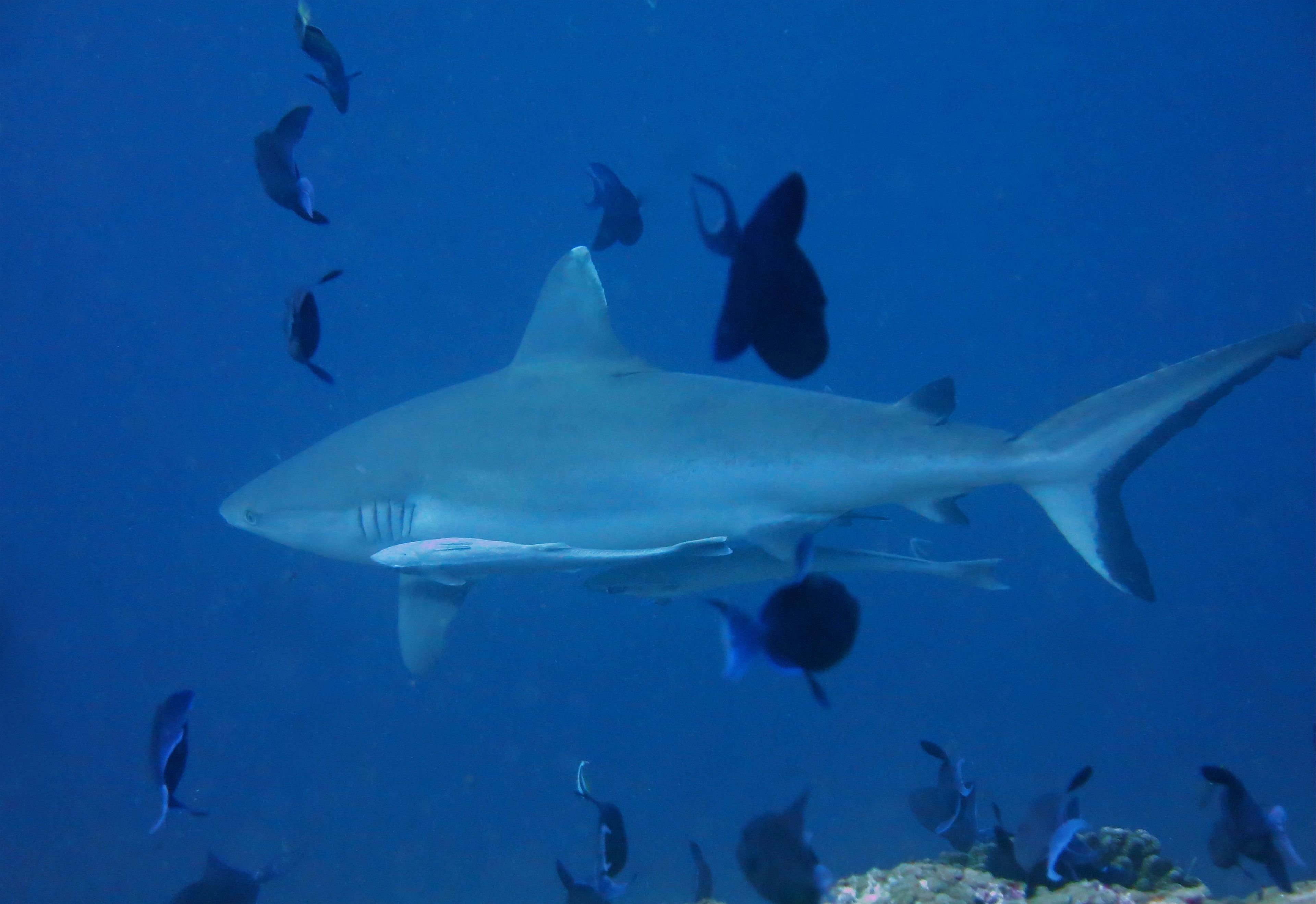 Photo - Vaali Maldives Island Escapes & Dive Guest House