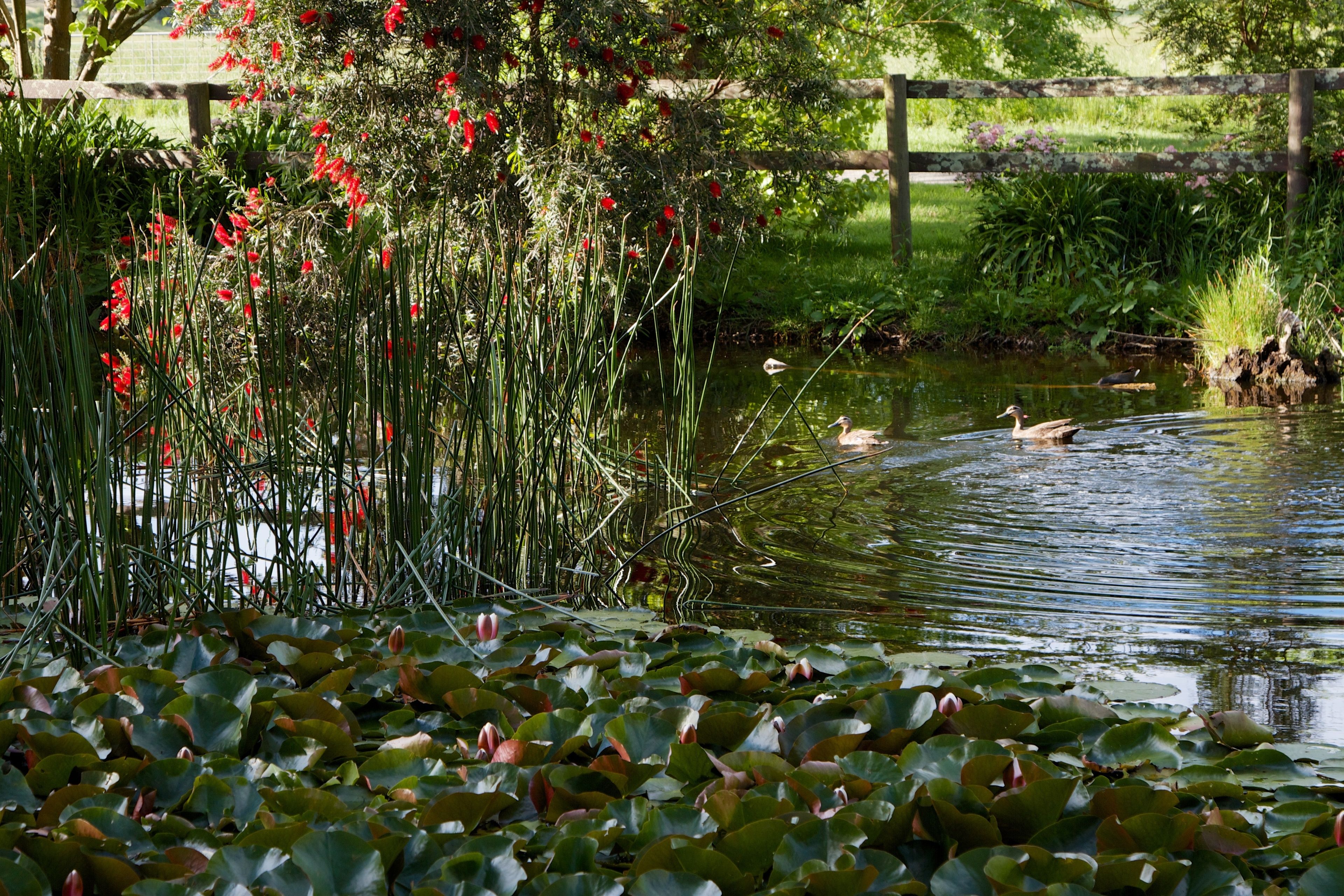 A pond with water lilies and reeds, surrounded by a wooden fence and greenery.