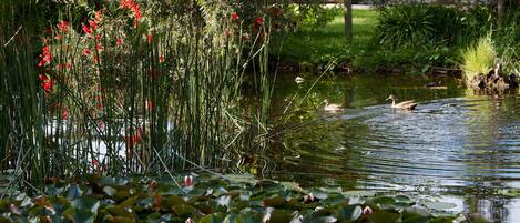 A pond with water lilies and reeds, surrounded by a wooden fence and greenery.