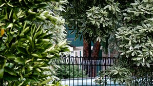 A garden with a statue, a pool, and lush greenery. - Holly Lane Mews (Steels Creek)