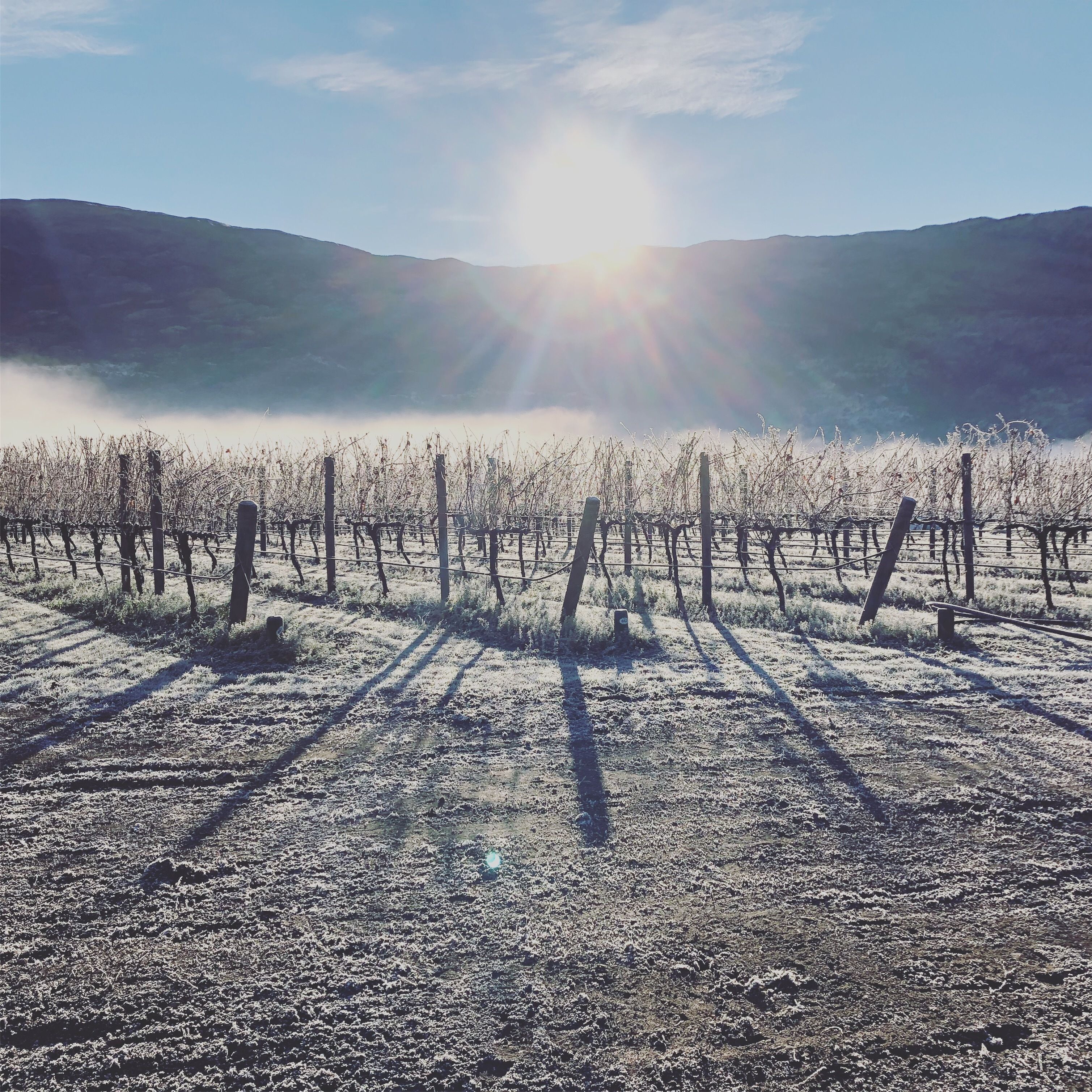A vineyard with rows of grapevines and a clear sky.