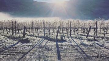 A vineyard with rows of grapevines and a clear sky.