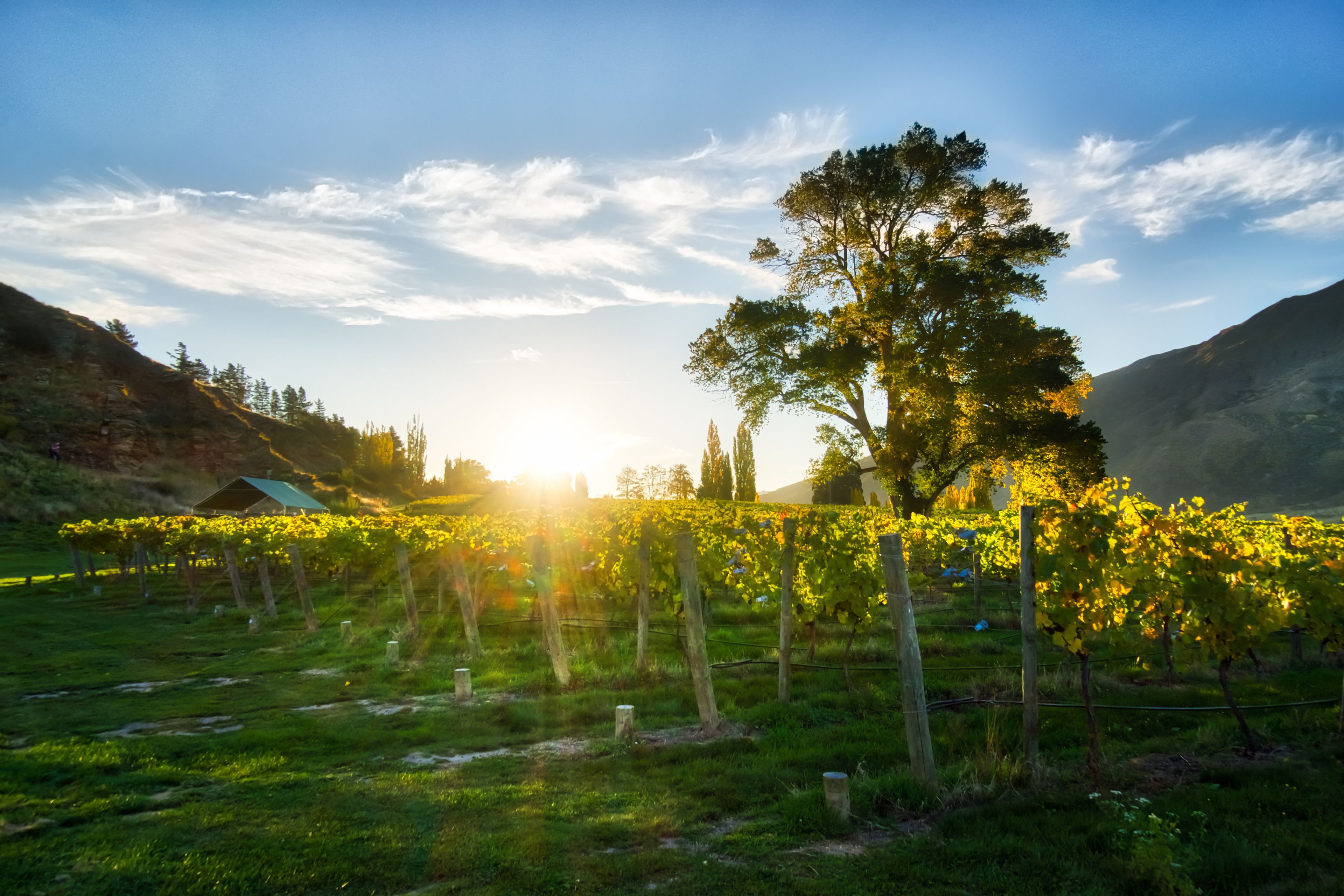 A vineyard with rows of grapevines and a large tree in the foreground.