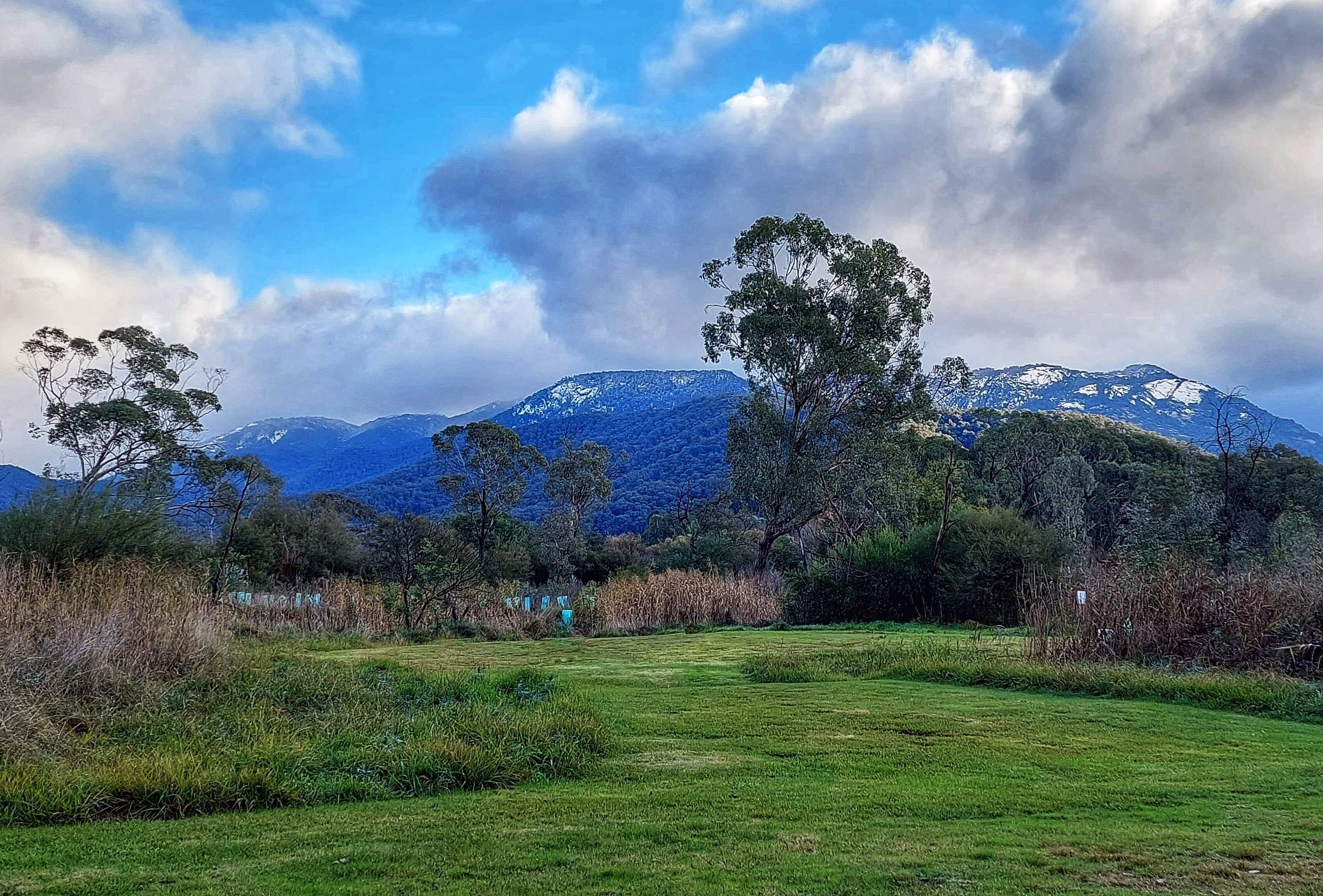 A grassy field with trees and mountains in the background.