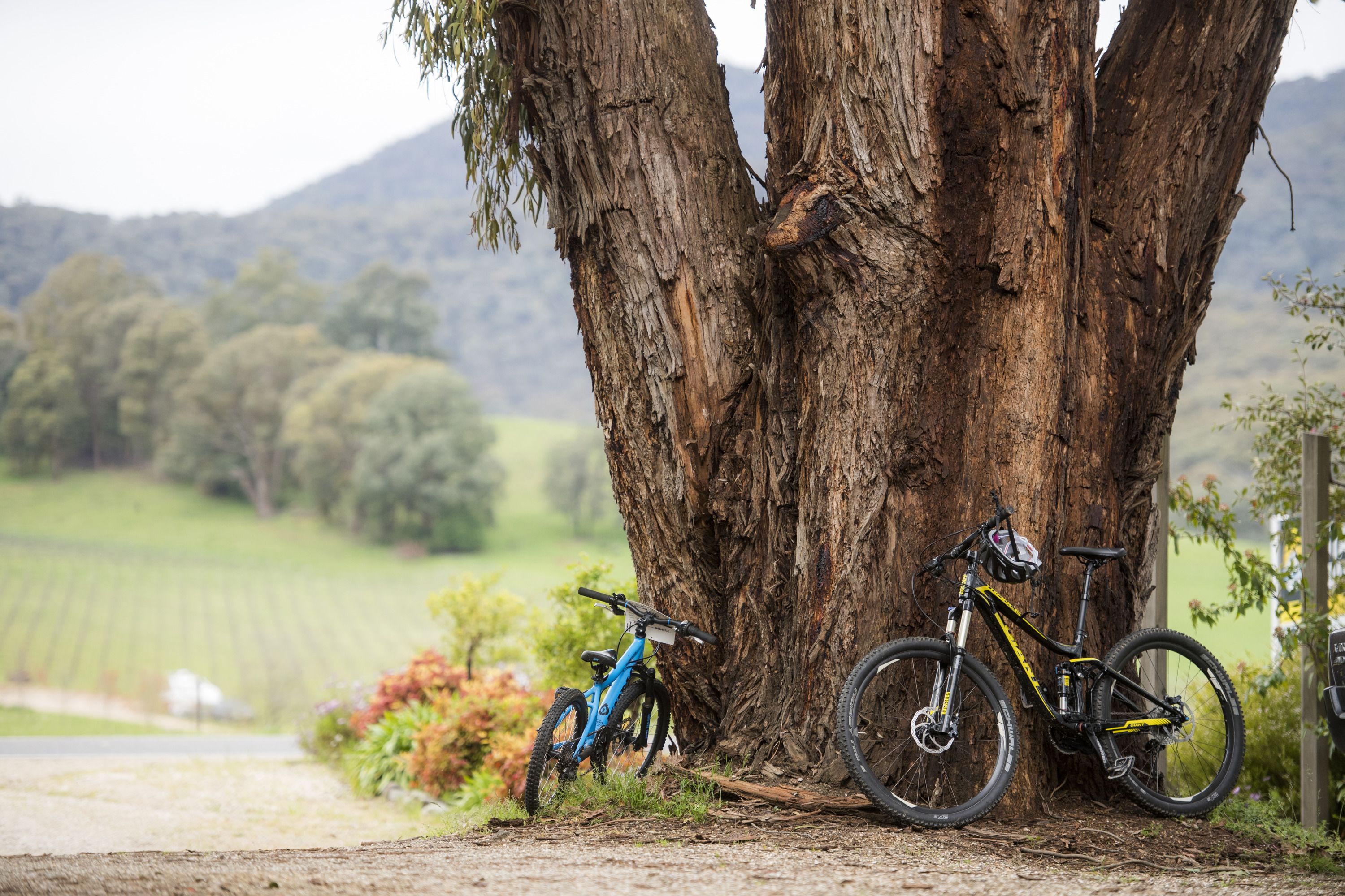 A mountain bike leaning against a large tree in a rural setting.