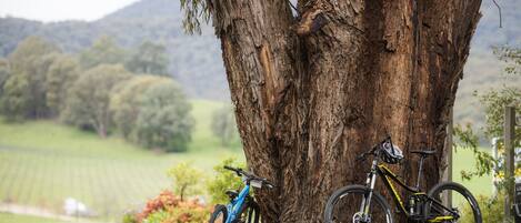 A mountain bike leaning against a large tree in a rural setting.