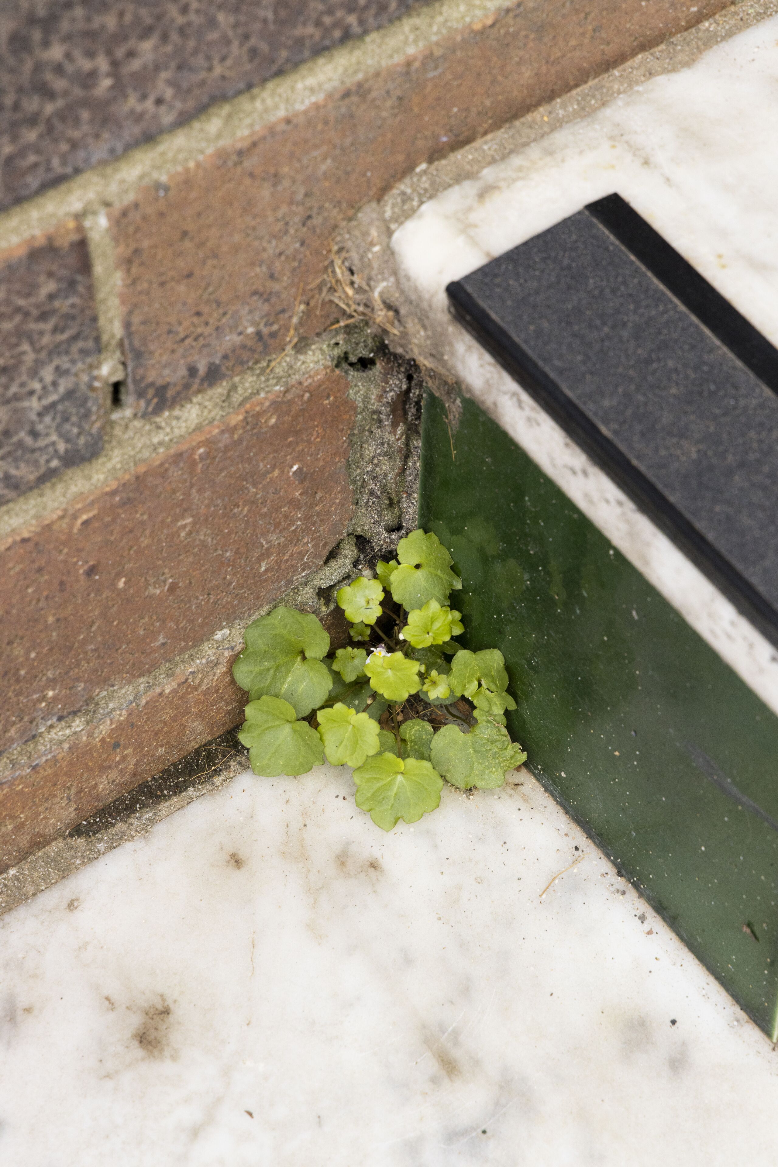 A corner of a building with a brick wall and a white marble base.
