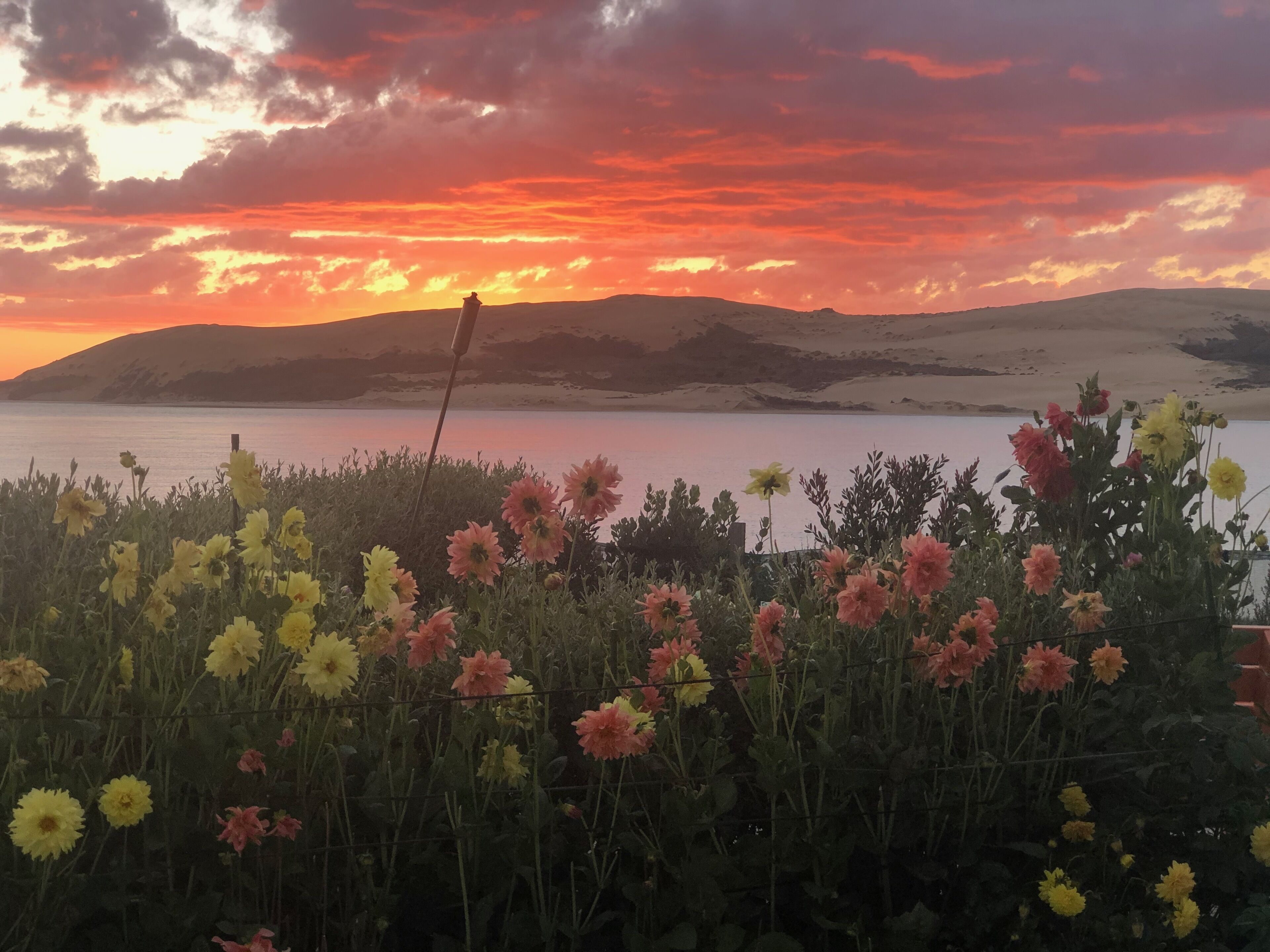 A field of flowers with a sunset in the background.