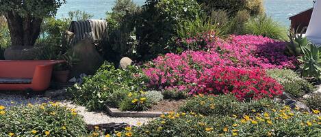 A garden with various plants and flowers, a bench, and a view of the beach and ocean.