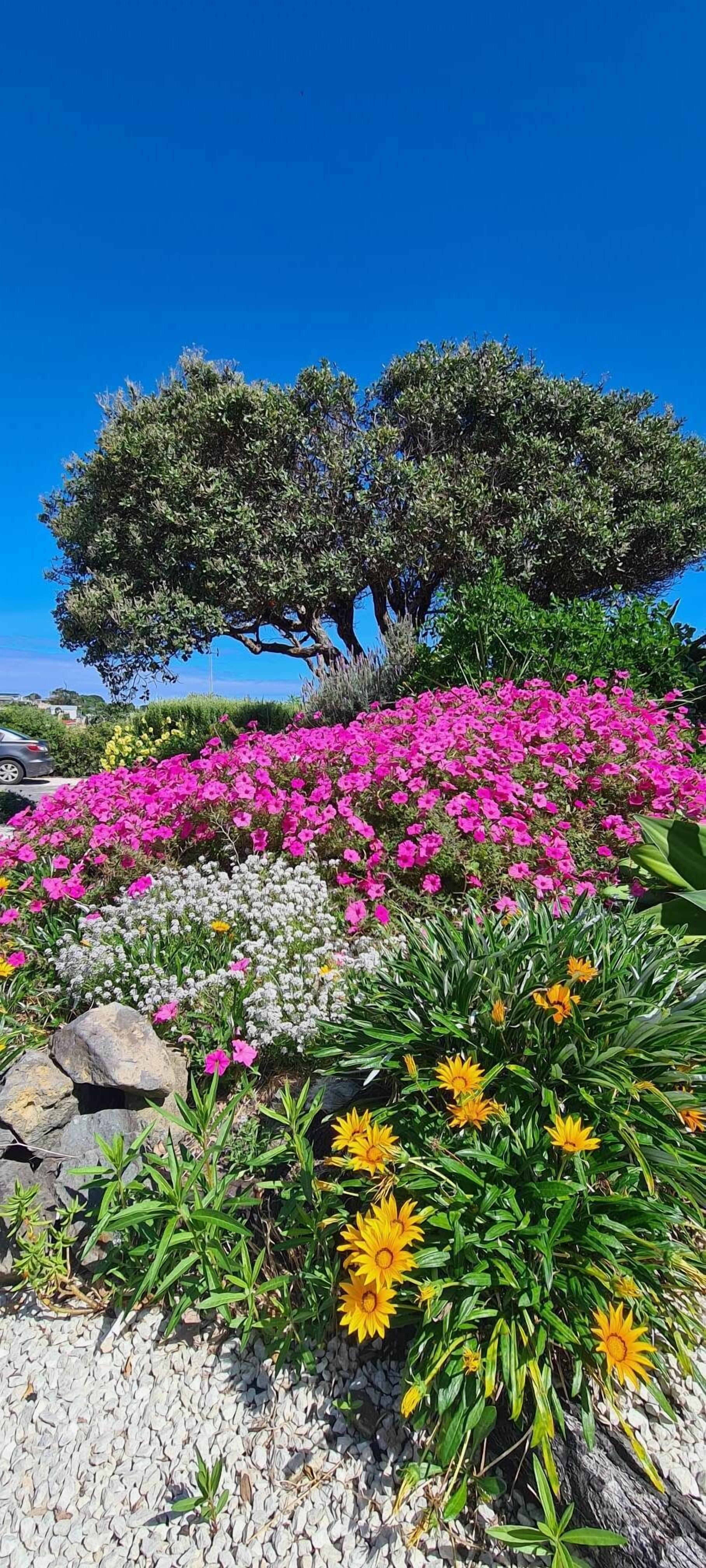 A garden with various flowers and a large tree.