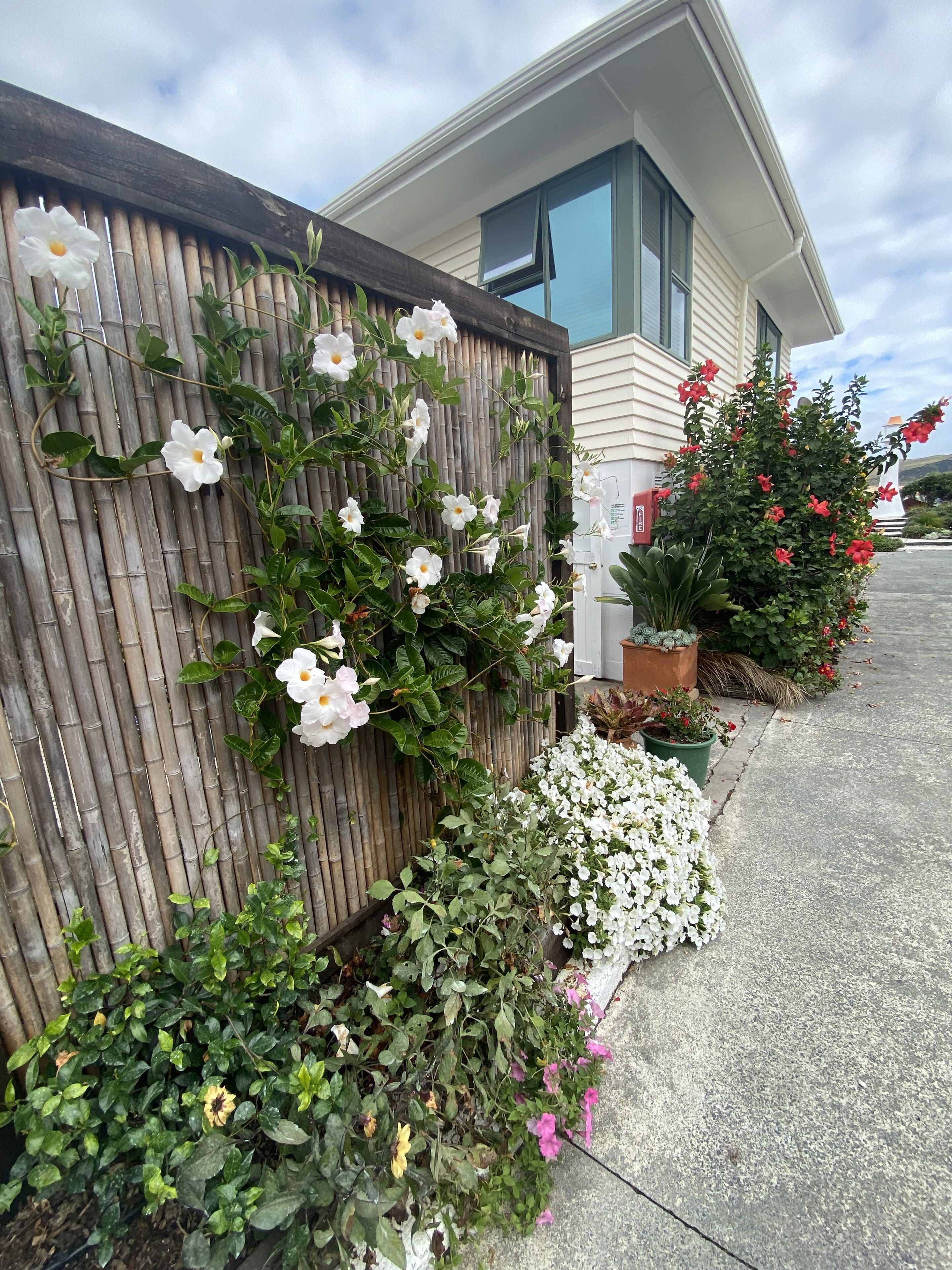 Un immeuble résidentiel avec une clôture en bambou, des fleurs blanches et roses, et un petit espace jardin.