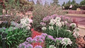A garden with various flowering plants and a wooden fence.