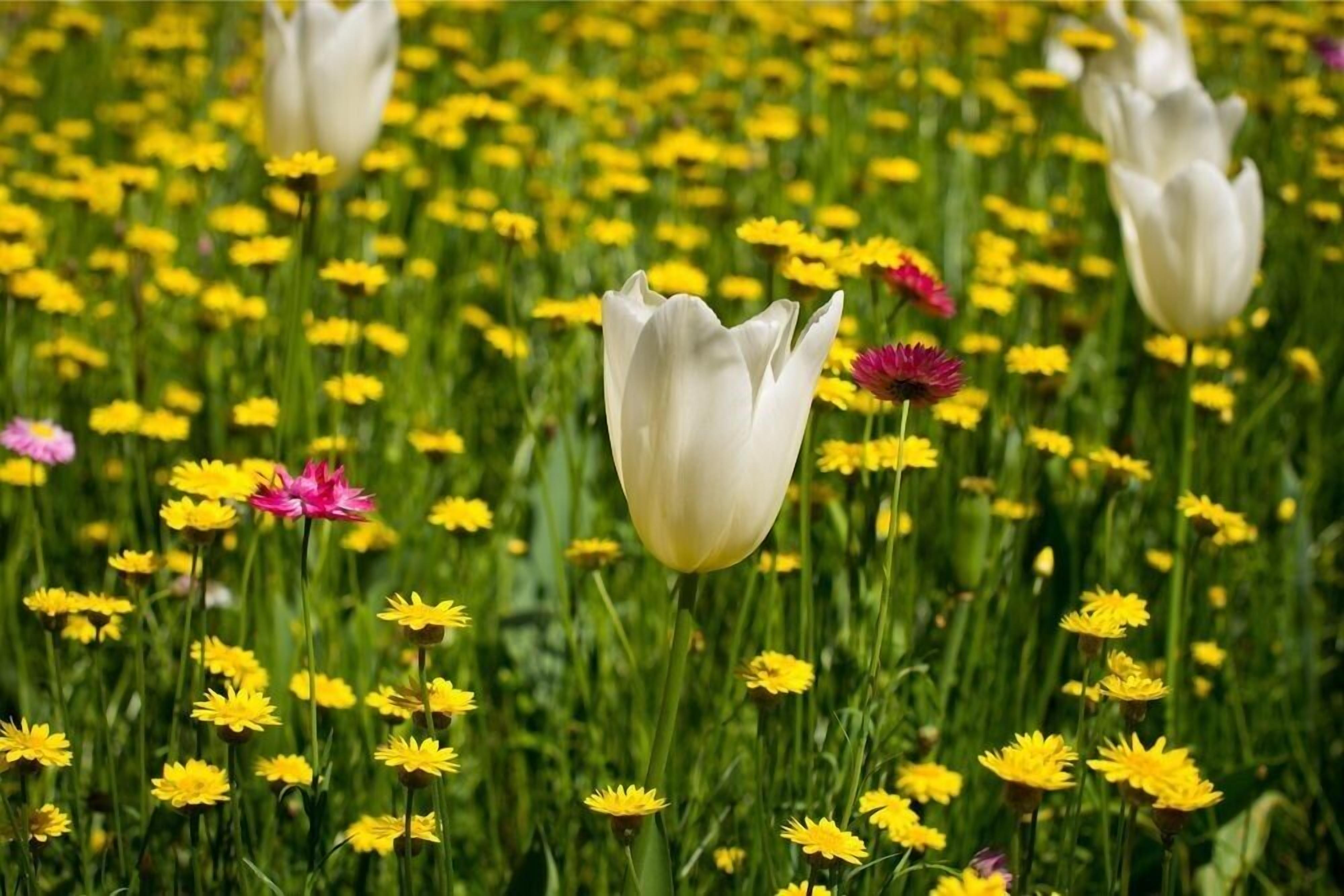 Un campo fiorito di fiori gialli, tulipani bianchi e qualche fiore rosa.