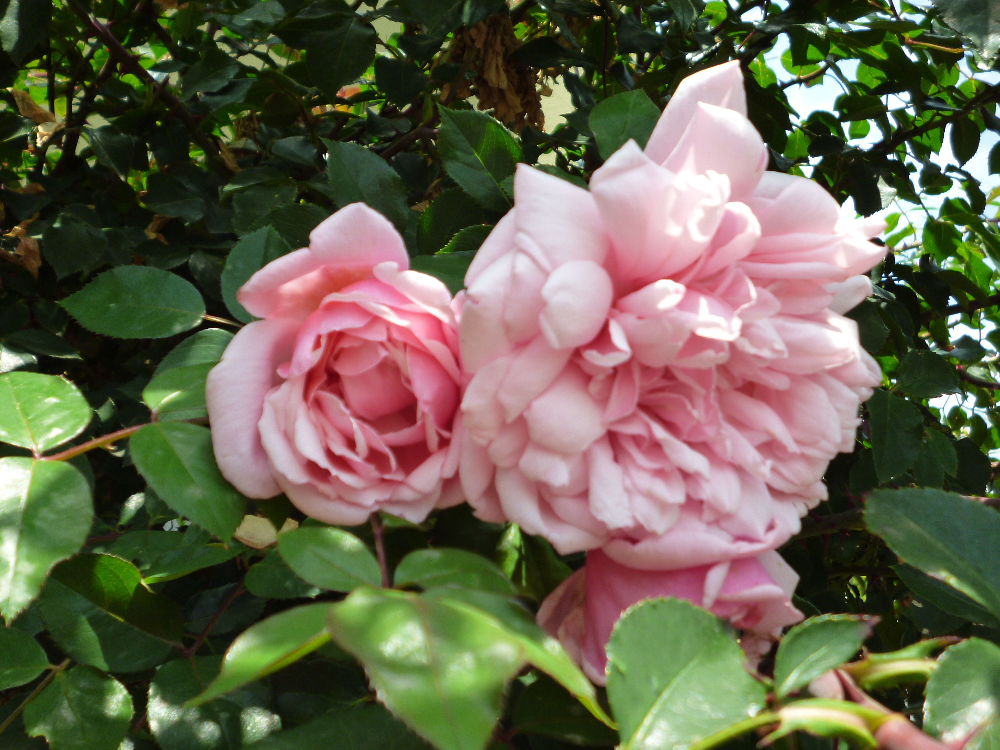 Een rozenstruik met meerdere roze rozen.
