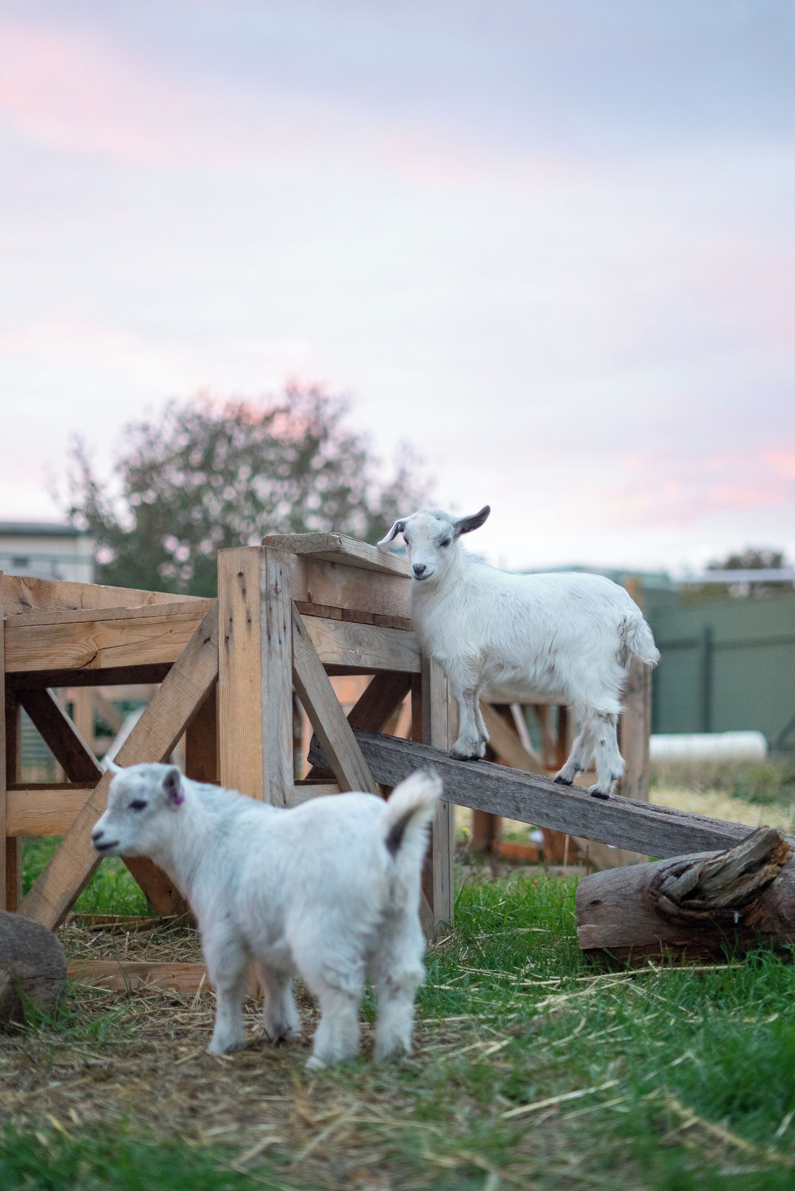 A wooden structure with two white goats standing on it.