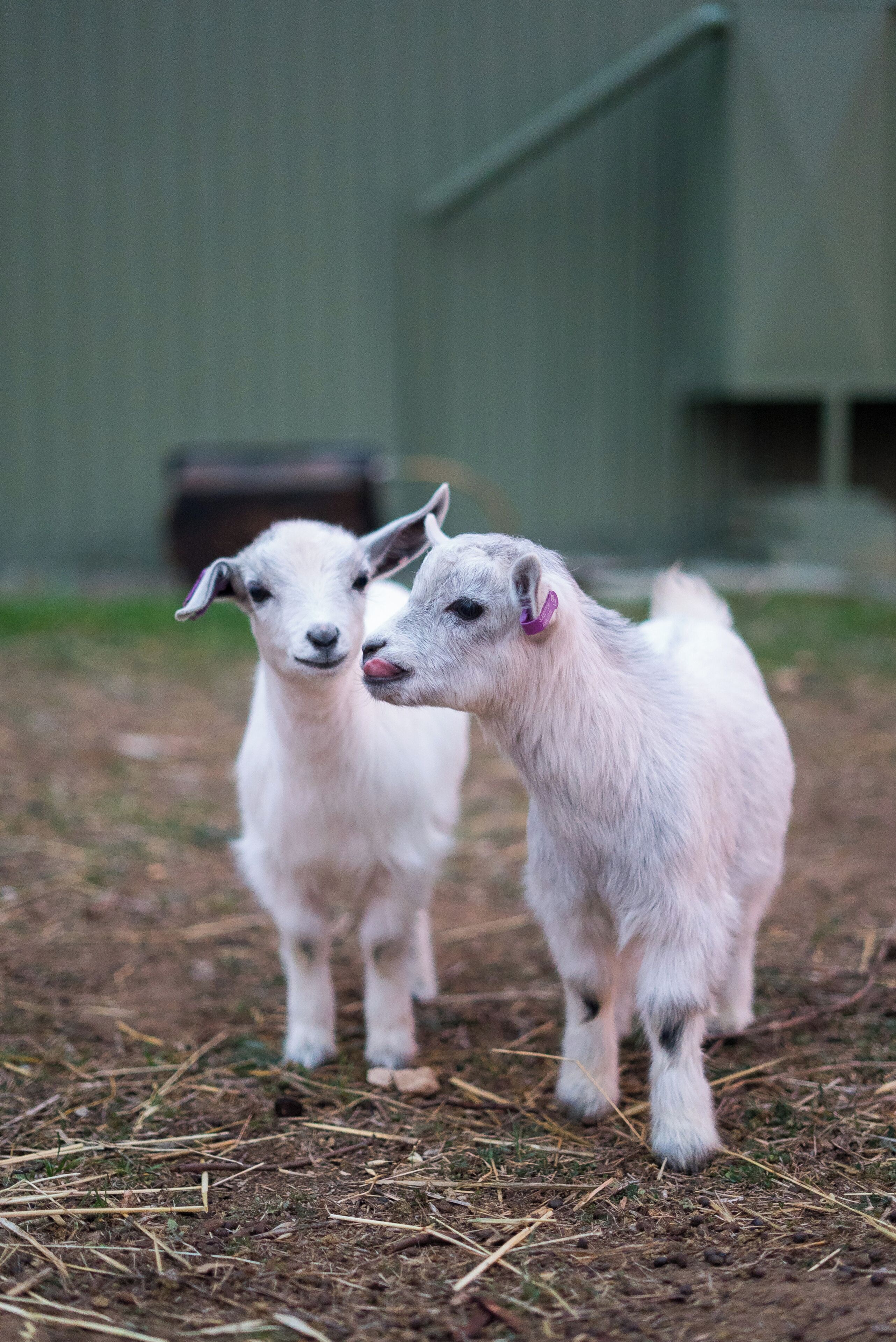 Two goats in an outdoor area with a green building in the background.
