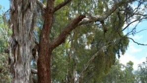 A two-story motel with a flat roof, surrounded by a well-maintained lawn and large trees. - Tocumwal Golf Resort (Tocumwal)