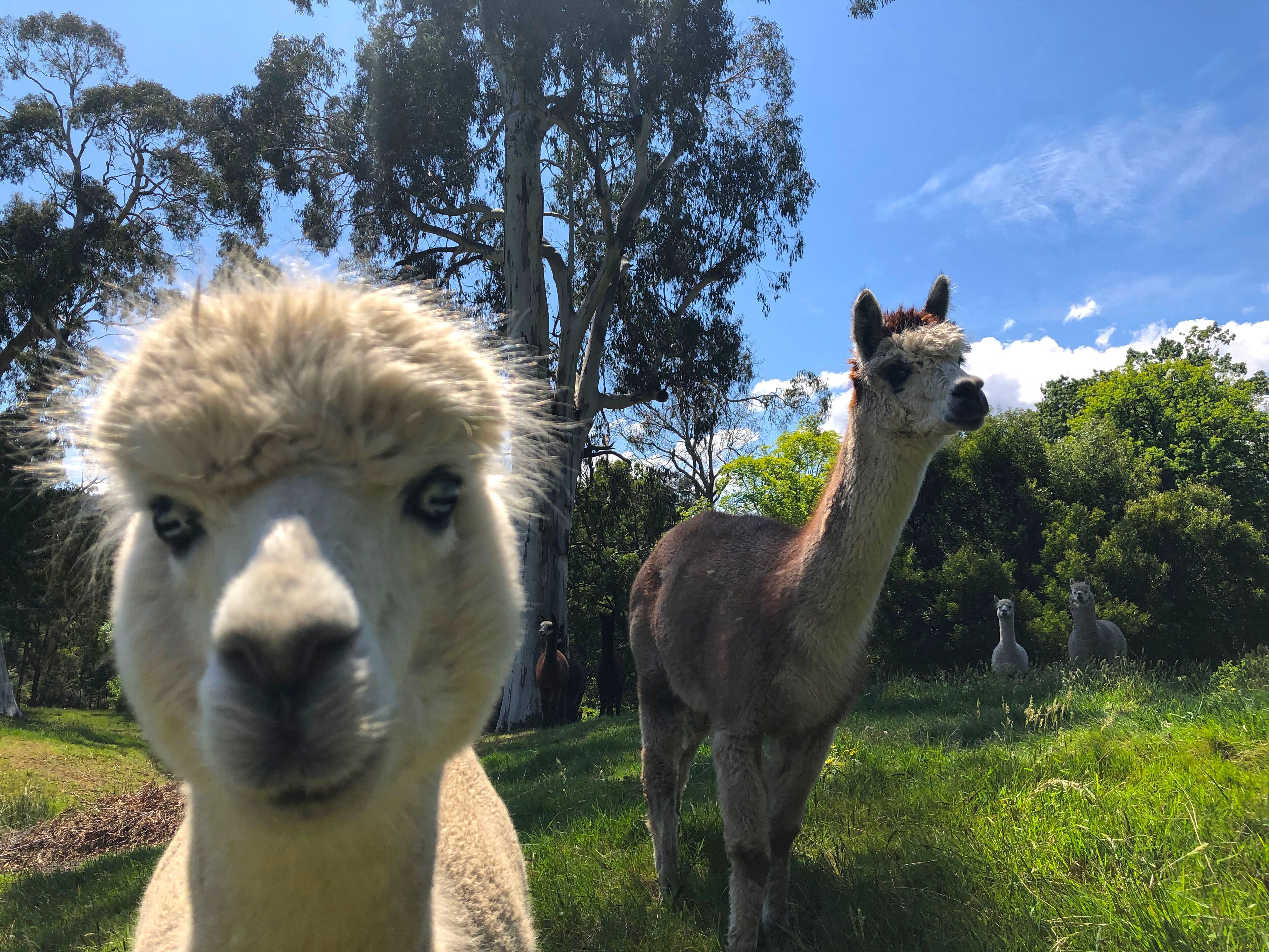 A llama in a grassy field with trees in the background.