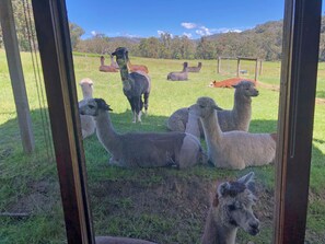 Standard Studio (Cottage 1) | View from room - Valley Farm Vineyard Cottages (Healesville)
