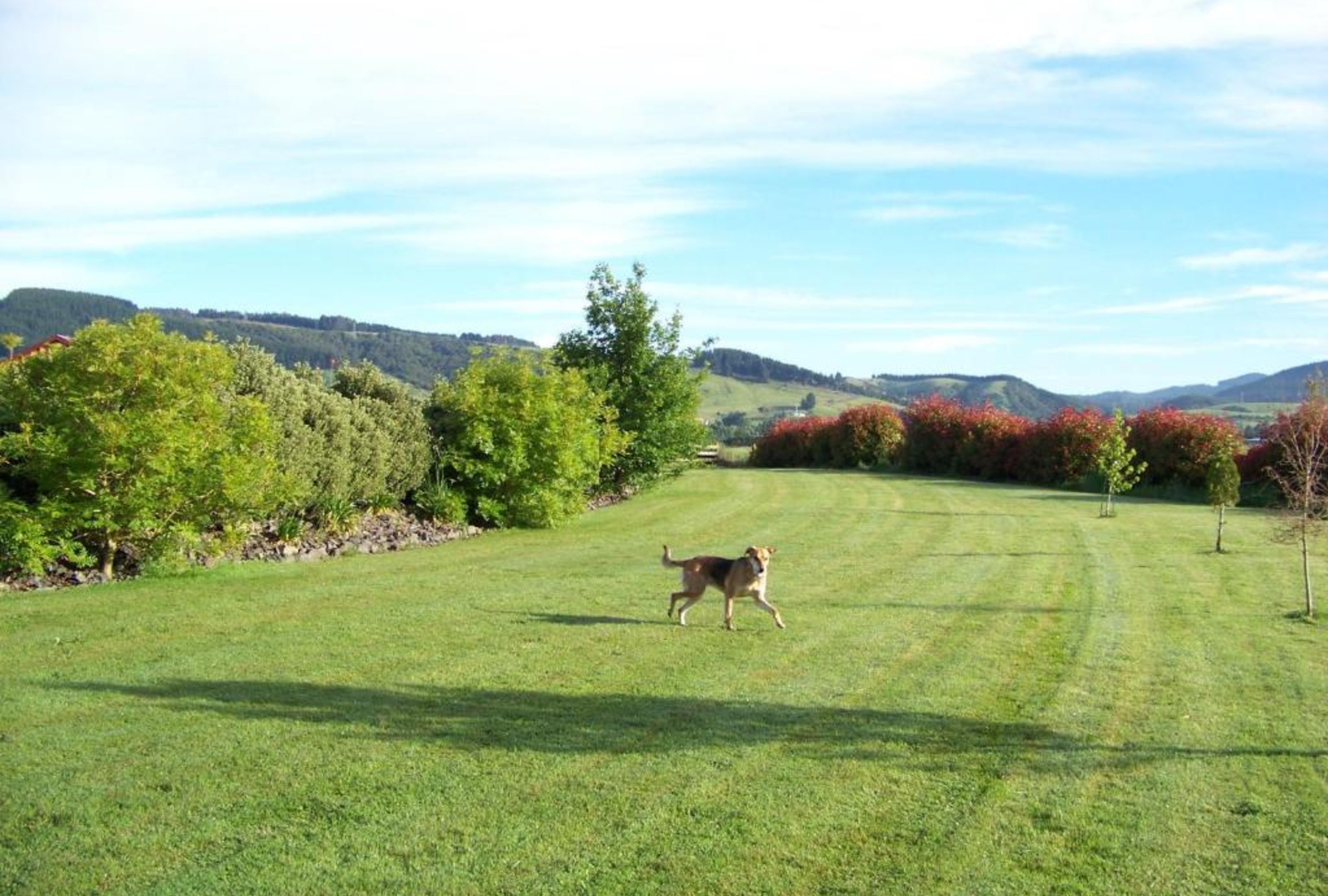A dog walking on a grassy field with trees and hills in the background.