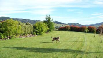A dog walking on a grassy field with trees and hills in the background.