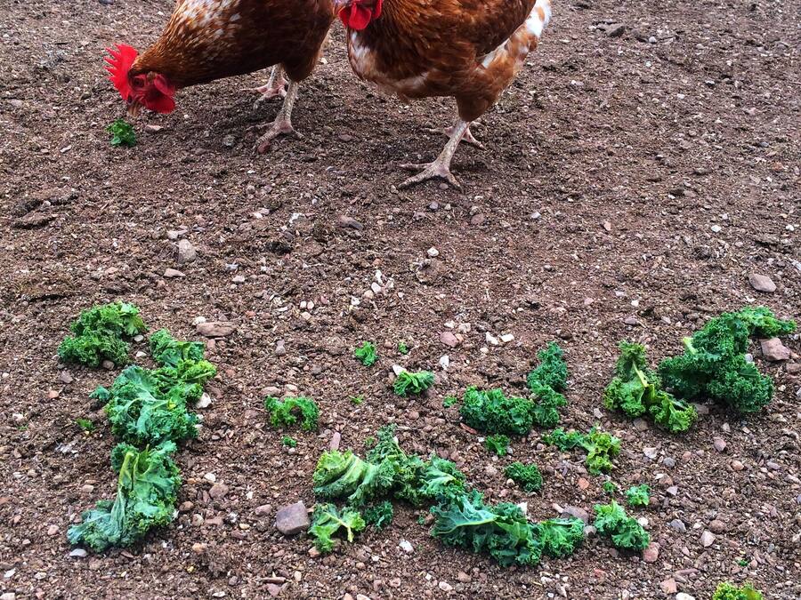 Dos gallinas buscando comida en un terreno de tierra con hojas verdes dispersas.