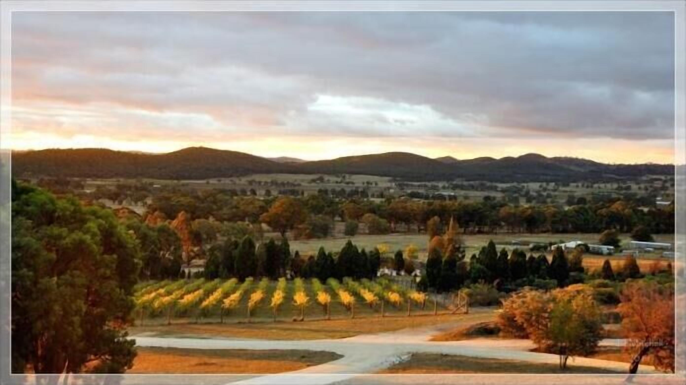 A vineyard with rows of grapevines, a winding road, and distant hills.