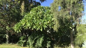 A lush garden with a variety of trees and a well-maintained lawn.