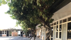 A building with a paved area, a tree with twisted trunk, and a bench.