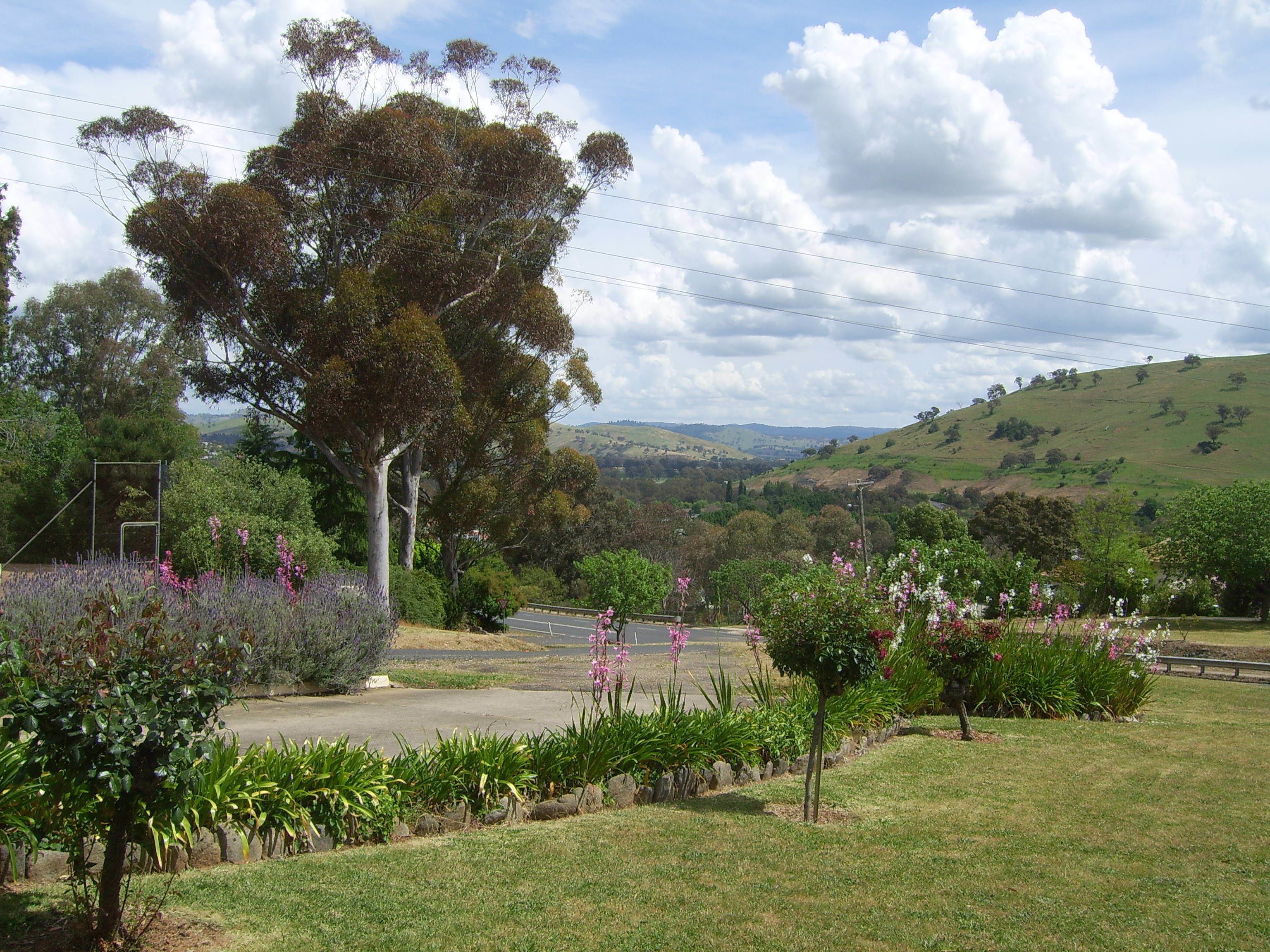 Un paisaje rural con una carretera, árboles y plantas en flor.