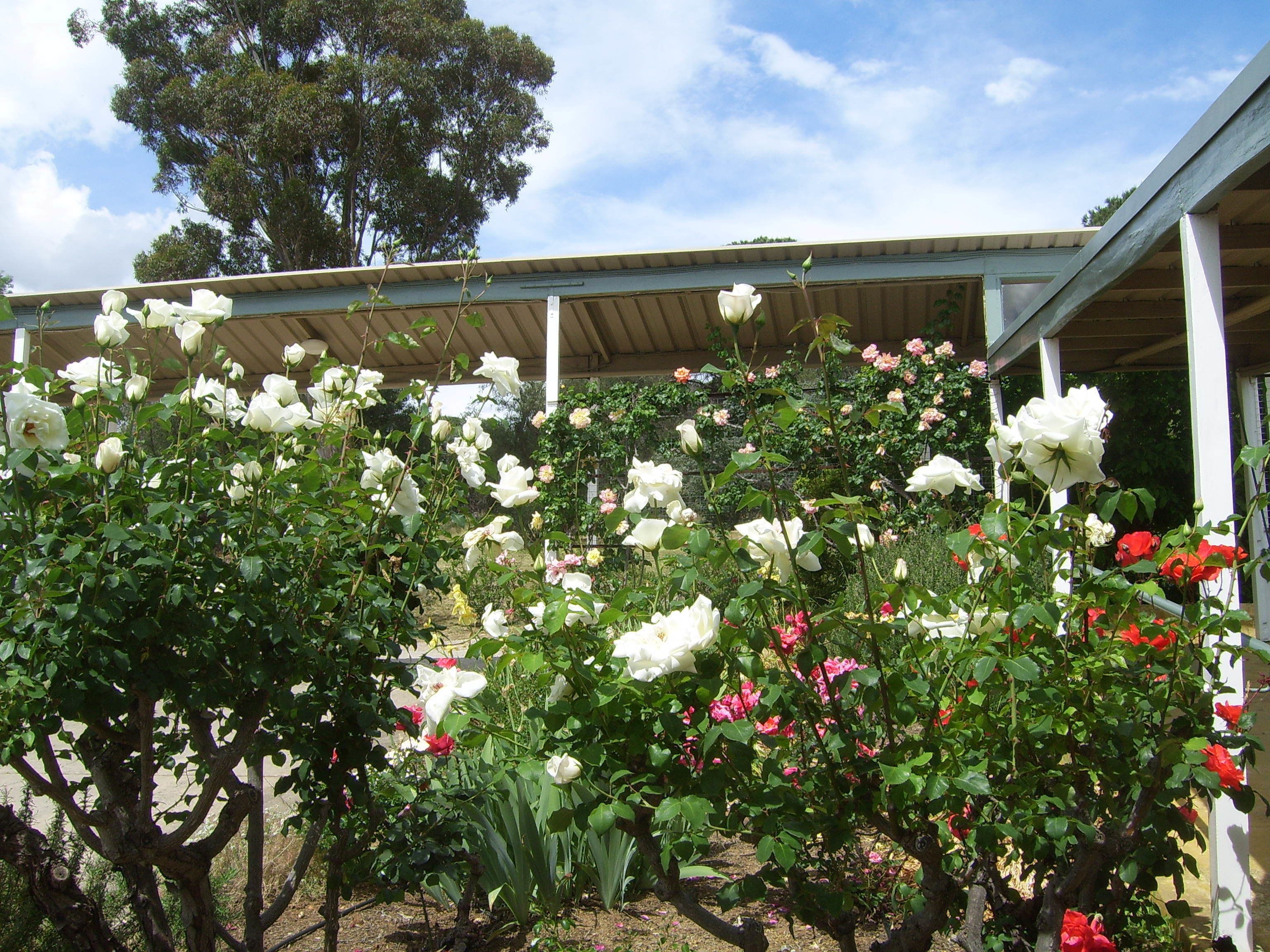 Um jardim com diversas plantas floridas e uma estrutura coberta.